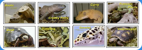 all types of reptiles and we have more!