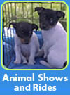 animal shows