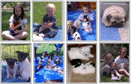 puppies